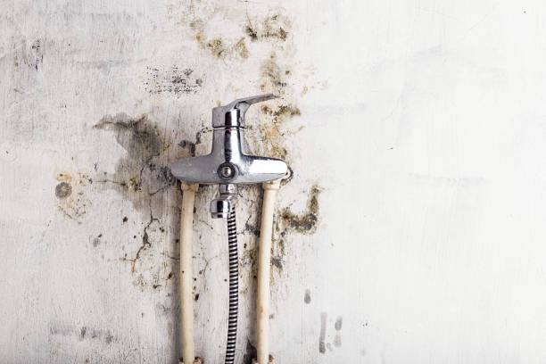 Best Residential Mold Remediation in Reidsville, GA