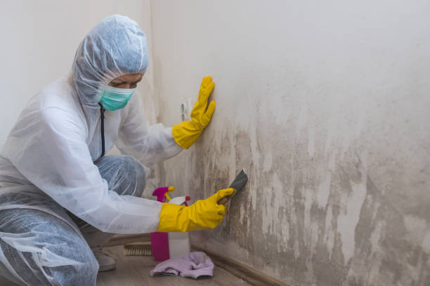 Best Emergency Mold Remediation in Reidsville, GA