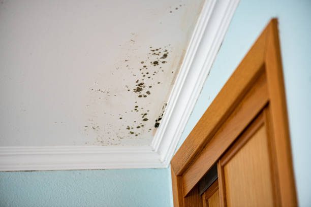 Best Basement Mold Remediation in Reidsville, GA