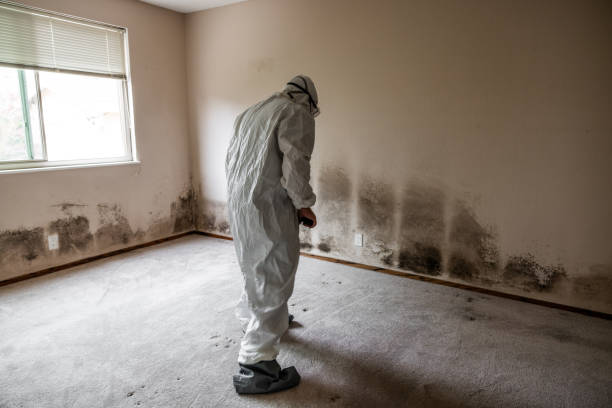Best HVAC Mold Remediation in Reidsville, GA